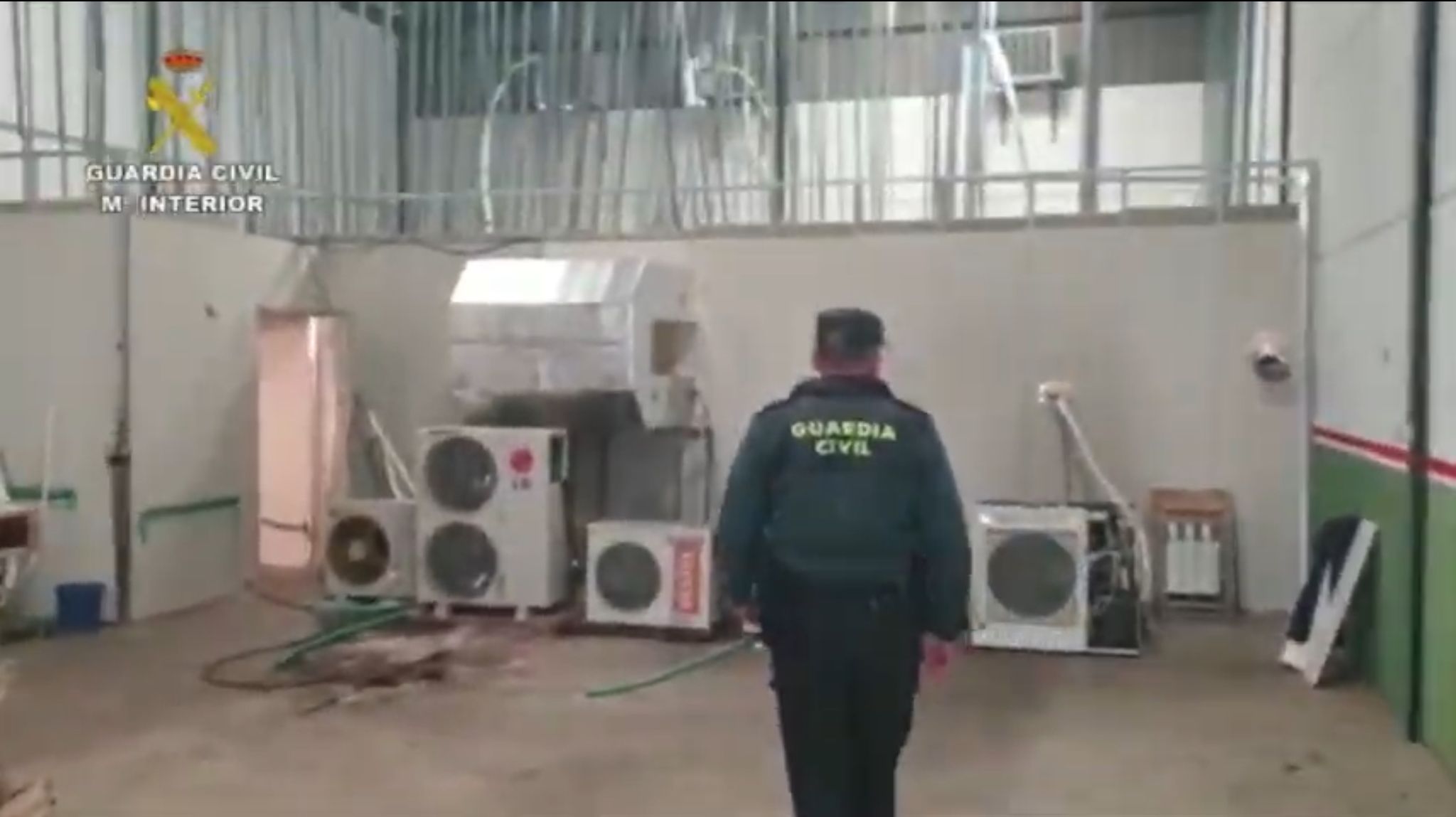 Plantación de marihuana en Almendralejo