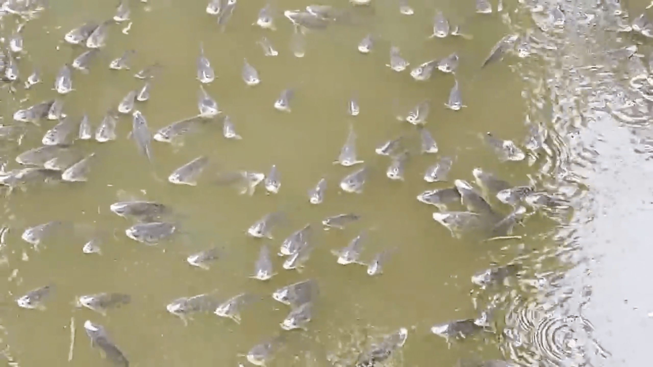 Peces ahogándose en la superficie