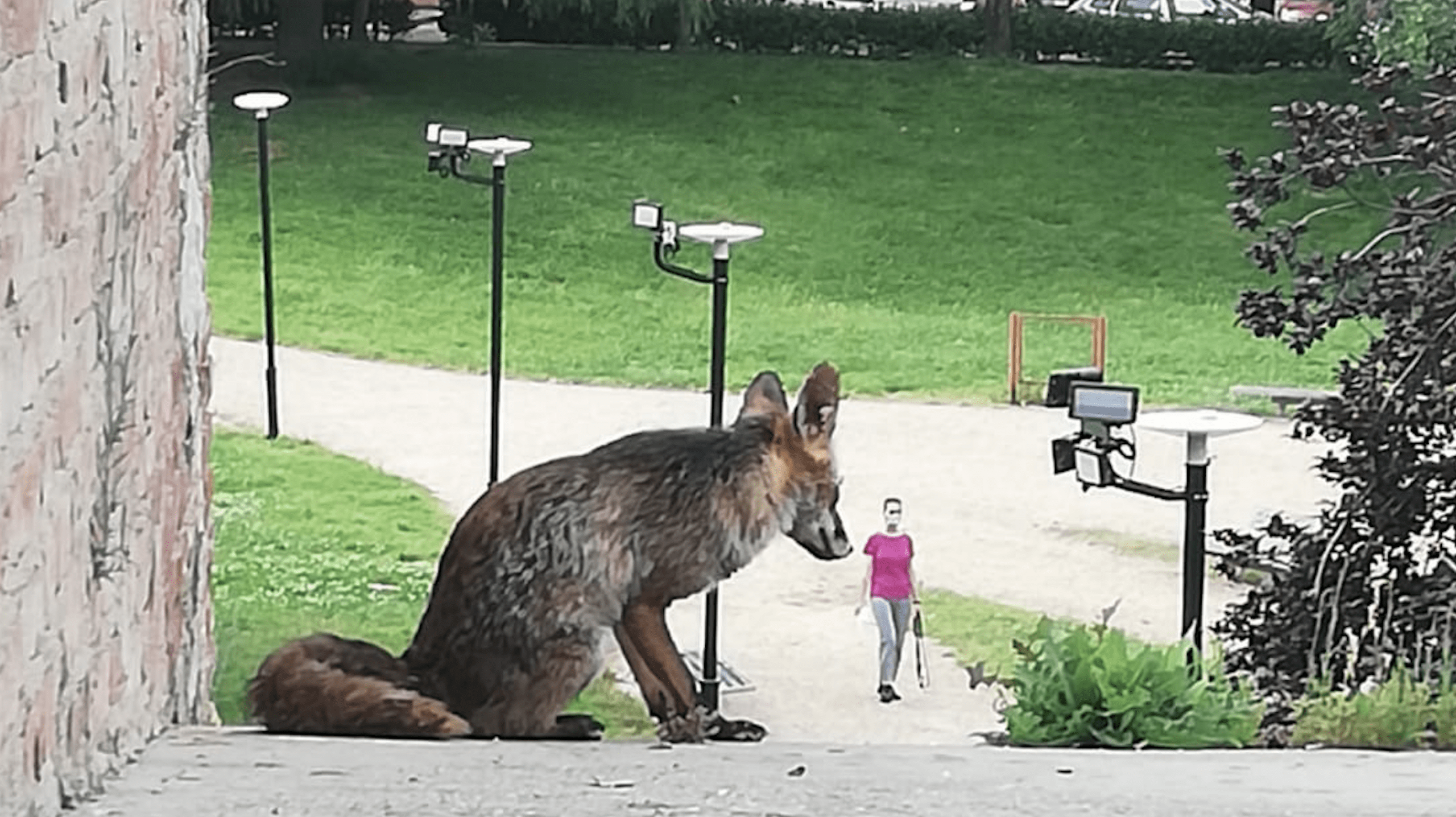 Zorro en un parque de Badajoz
