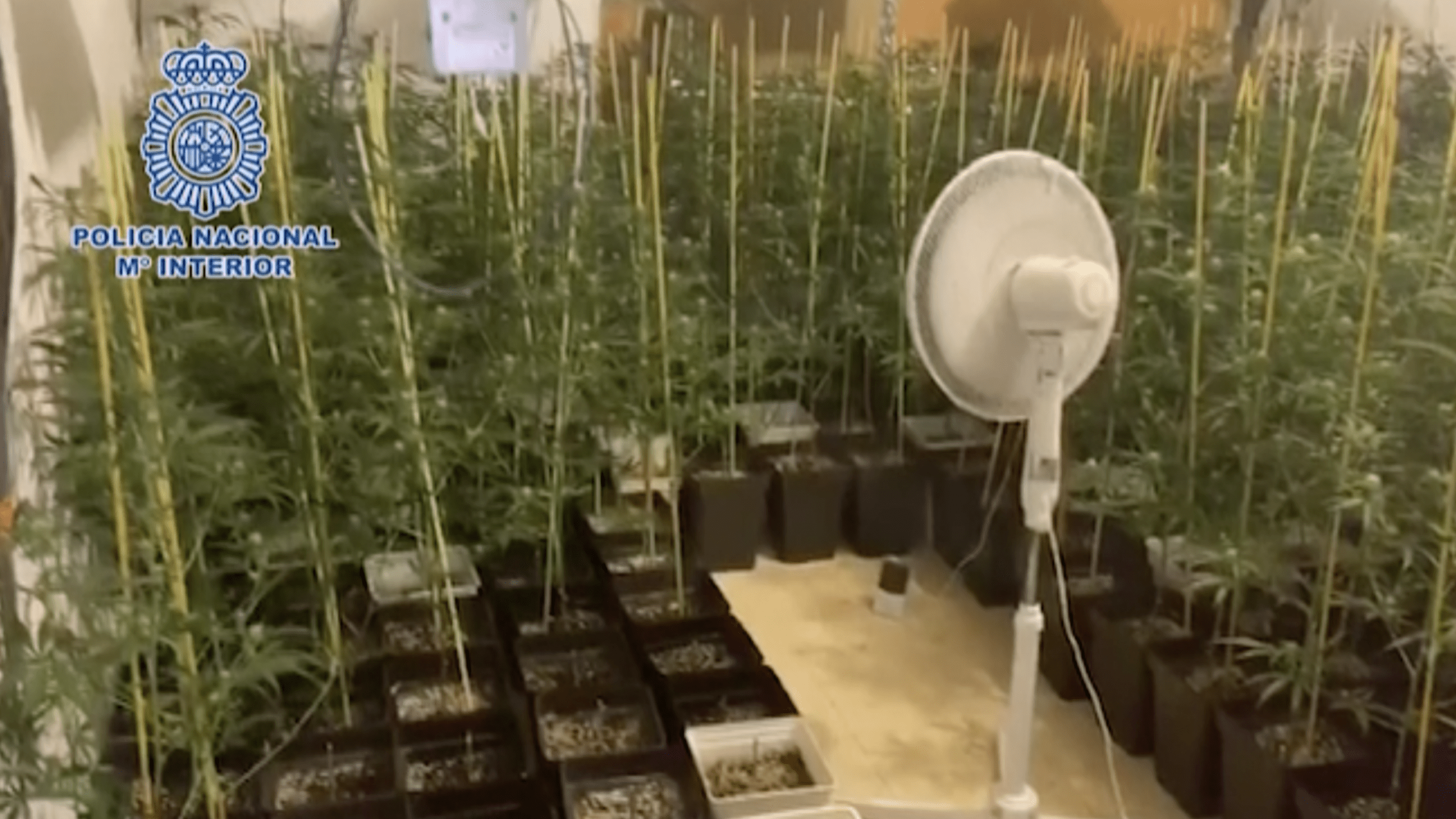 Plantación de marihuana en Mérida