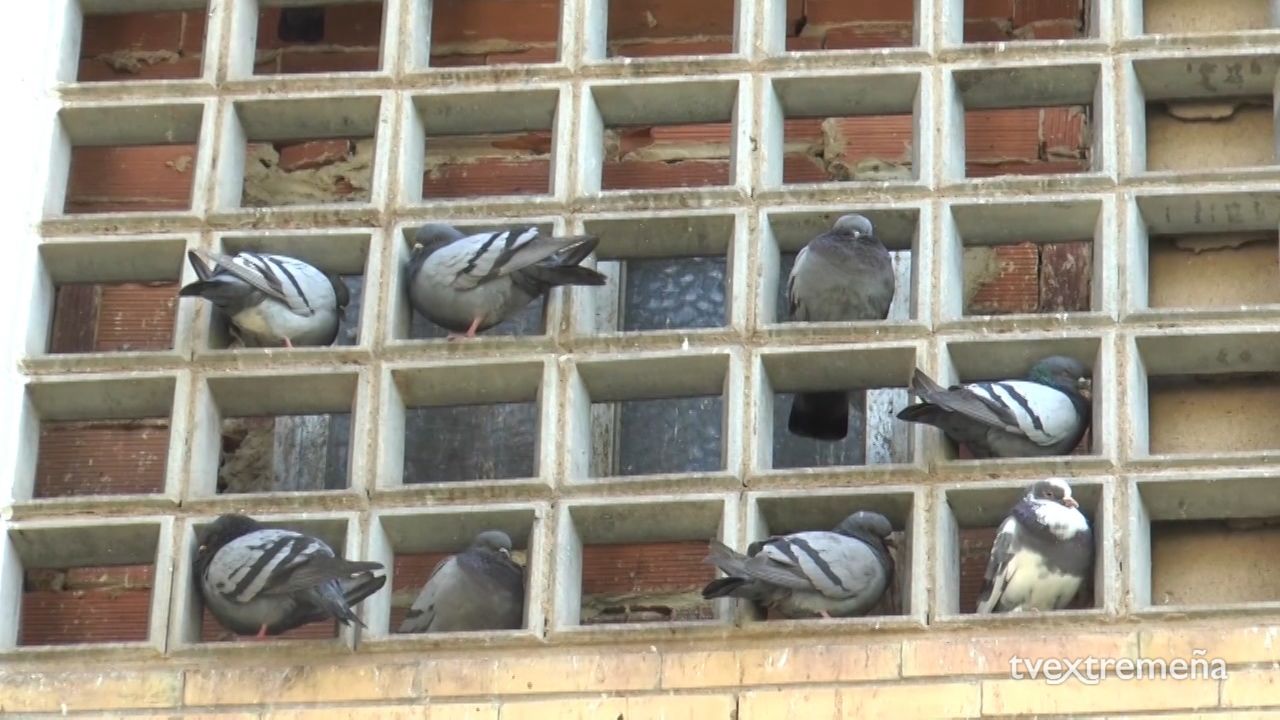 PALOMAS 2 La Antigua