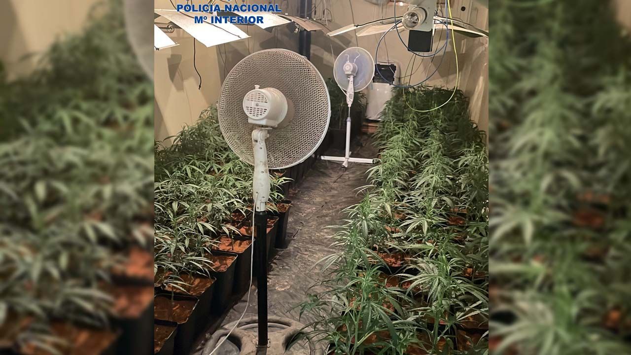 PLANTACION MARIHUANA 29-11-21