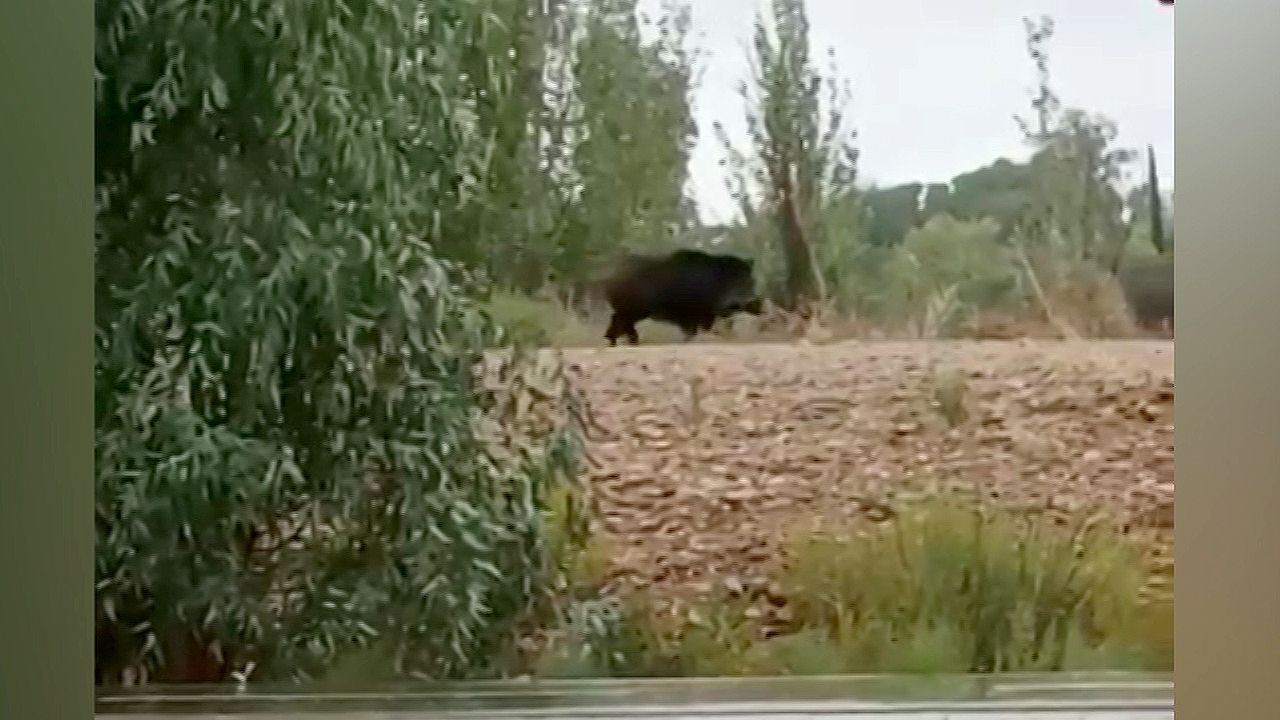 JABALI EN EL PUENTE DE HIERRO