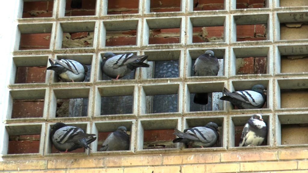 PALOMAS LA ANTIGUA