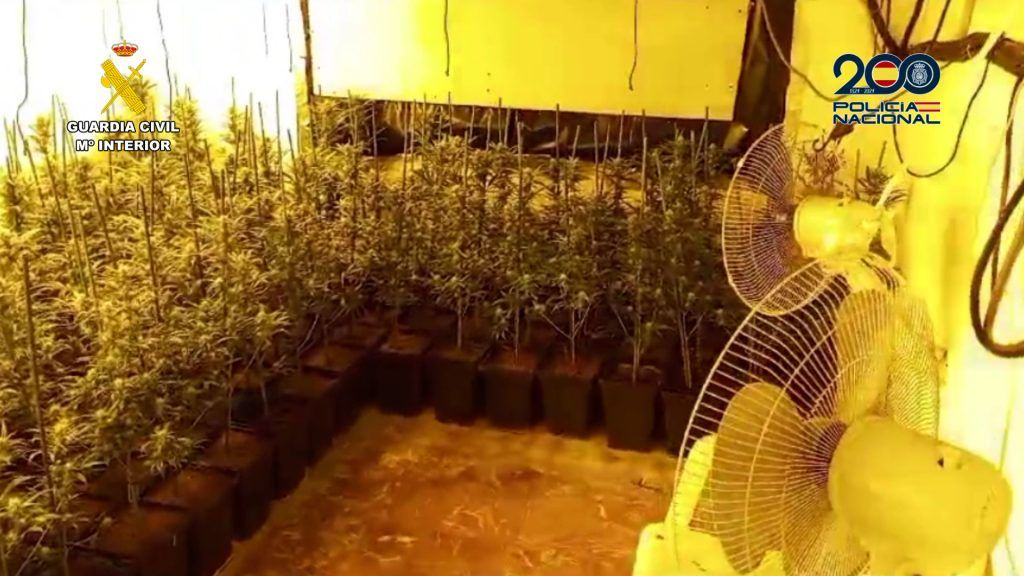 Operación Golden Pekín marihuana