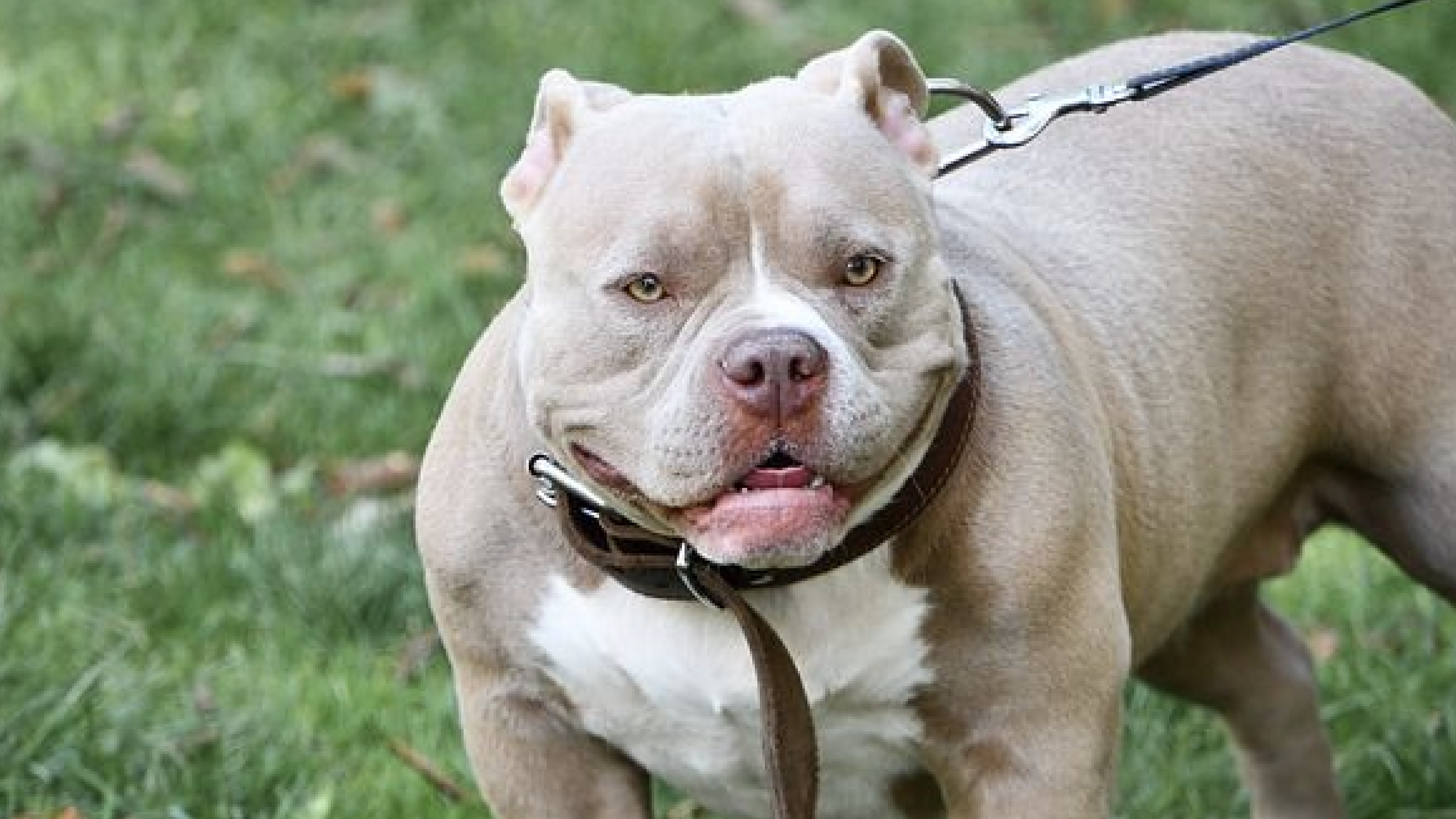 Perro American Standford