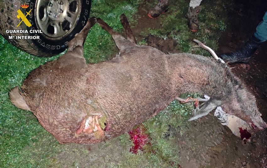 04-03-24 Ciervo abatido animales