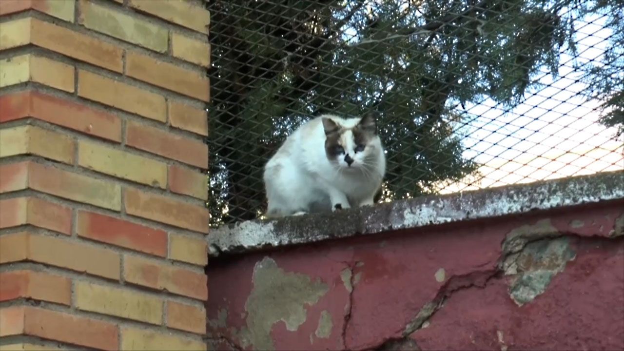 GATO CALLEJERO
