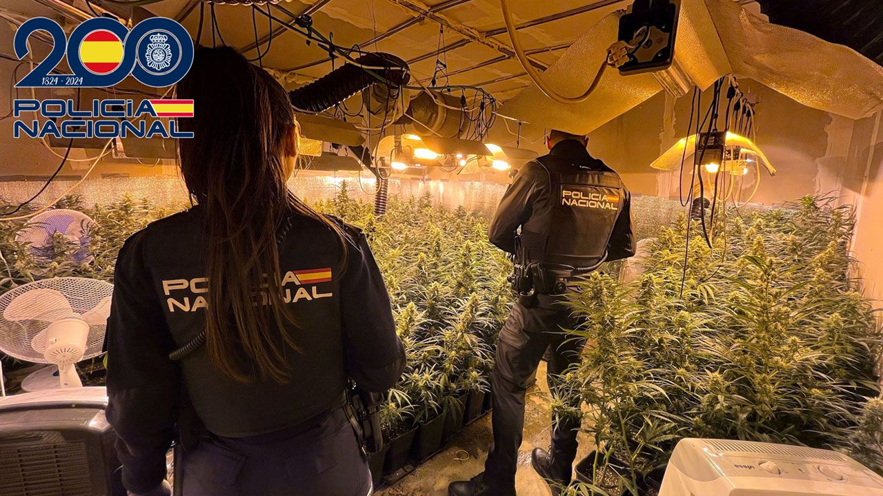 18-03-25 PLANTACION INDOOR MARIHUANA ALMENDRALEJO