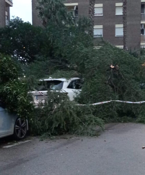 ARBOLES CAIDOS SOBRE COCHES