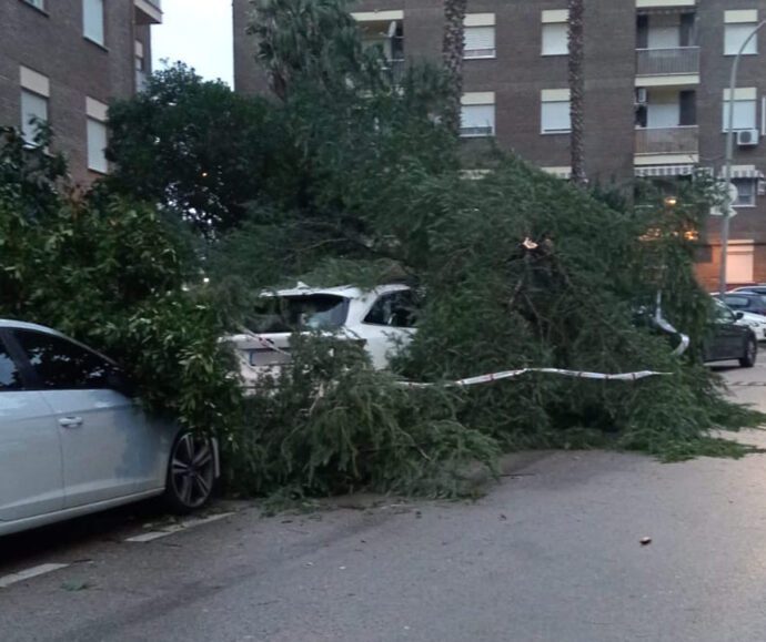 ARBOLES CAIDOS SOBRE COCHES