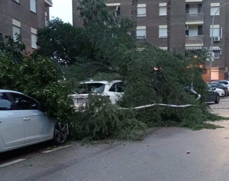 ARBOLES CAIDOS SOBRE COCHES