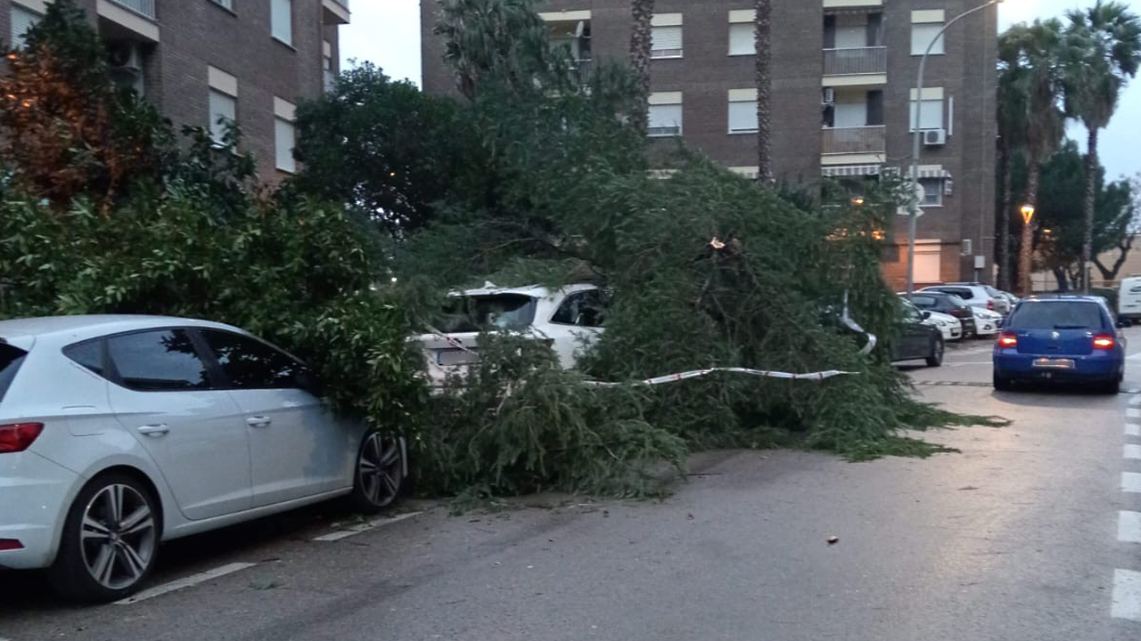 ARBOLES CAIDOS SOBRE COCHES