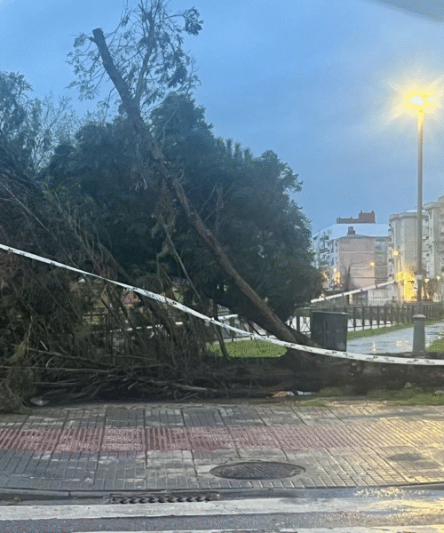 Árbol caído temporal Marqués de Paterna