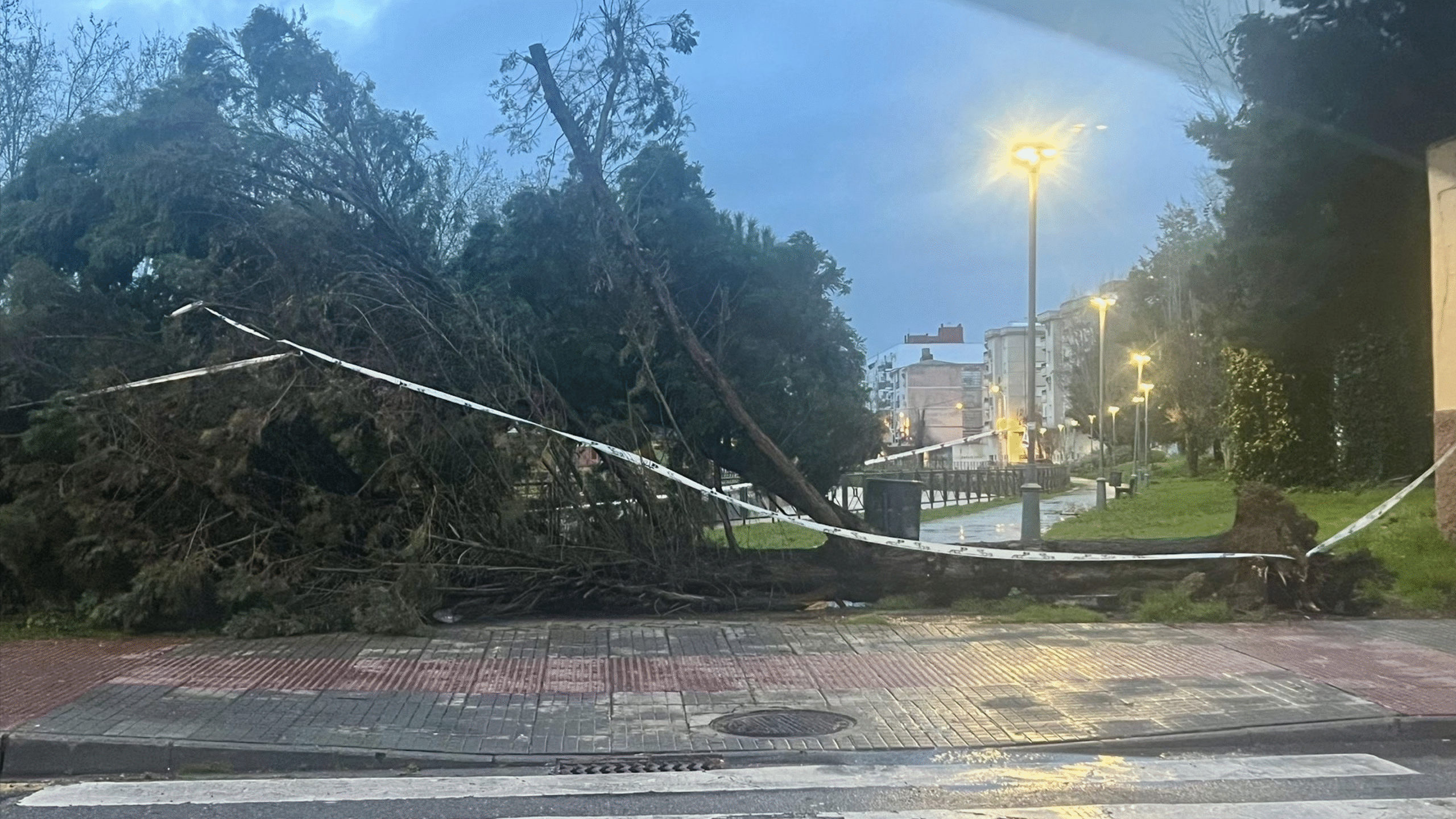 Árbol caído temporal Marqués de Paterna