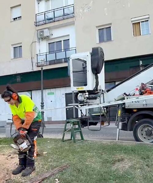 TALLA ARBOL LOBA PASEO DE ROMA 1