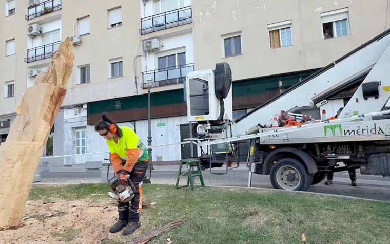 TALLA ARBOL LOBA PASEO DE ROMA 1