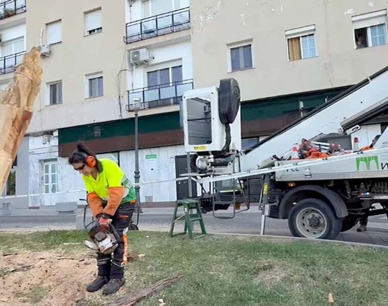 TALLA ARBOL LOBA PASEO DE ROMA 1