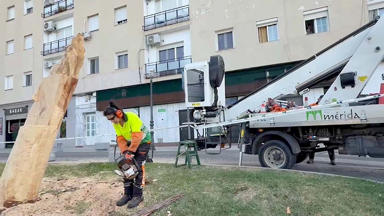 TALLA ARBOL LOBA PASEO DE ROMA 1
