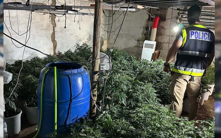 PLANTACION MARIHUANA POLICIA MERIDA