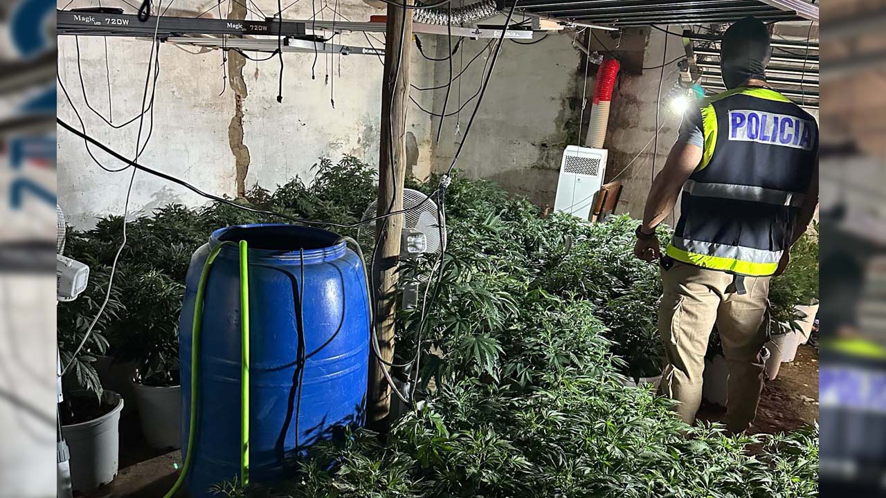 PLANTACION MARIHUANA POLICIA MERIDA