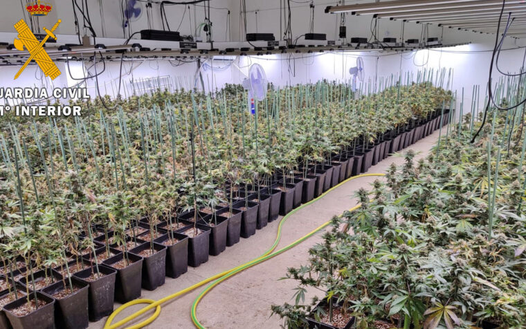 24-08-26 PLANTACION MARIHUANA VALVERDE DE MERIDA 1